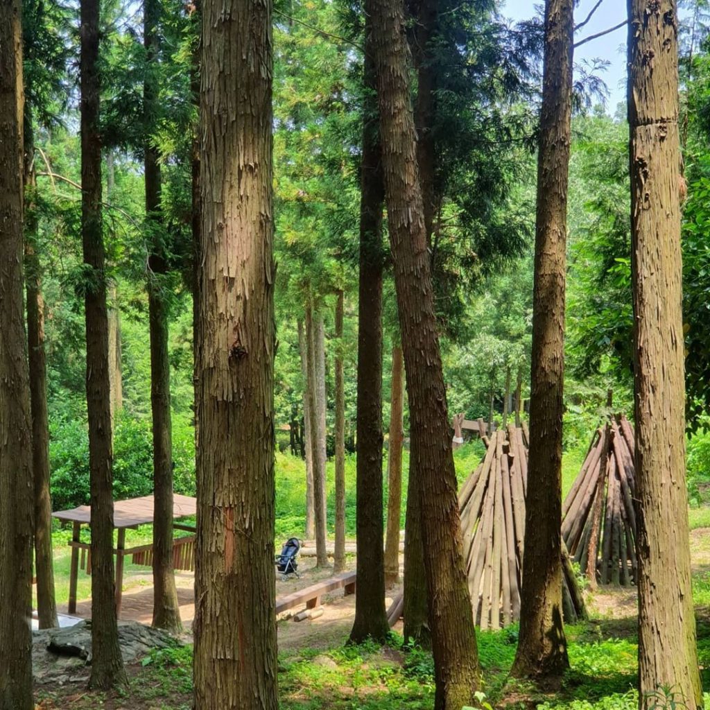 Jeongnamjin Cypress Forest Woodland
